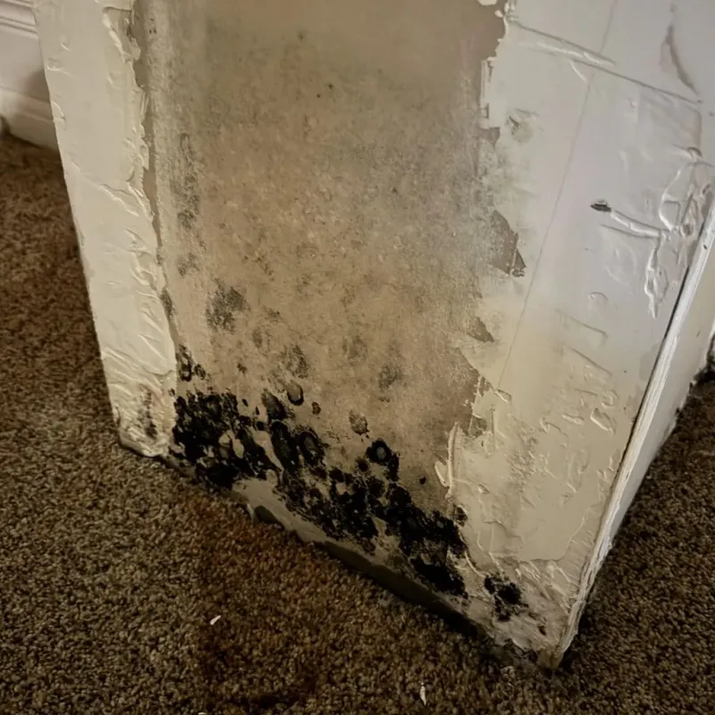 Professional Mold Removal in Milford, MA